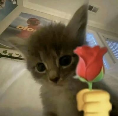 A rose for #sol
