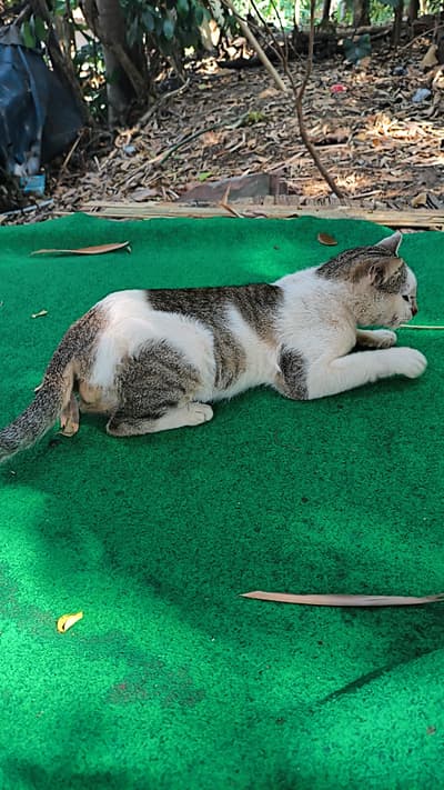 the cat is resting