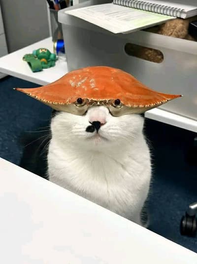 CrabCat