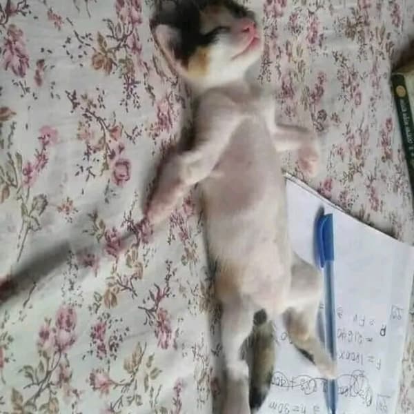 tired of studying