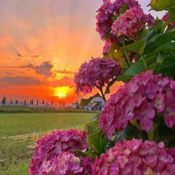 gm 🔆
