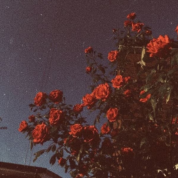 Rose manor