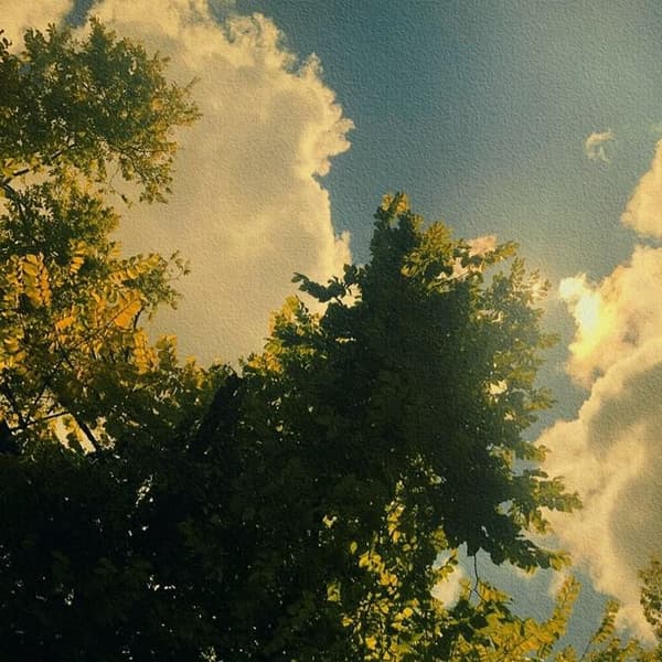 The shimmering sunlight through the trees looks beautiful.