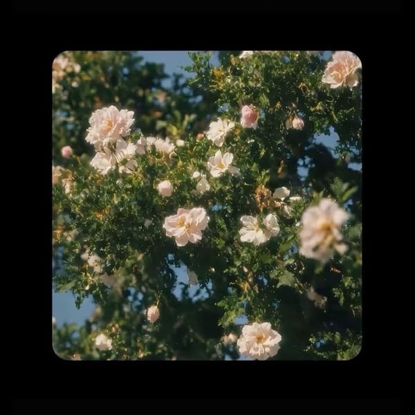 beautiful flowers