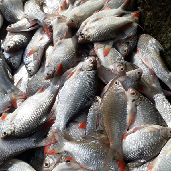 let's fishing guys 🐟🐟